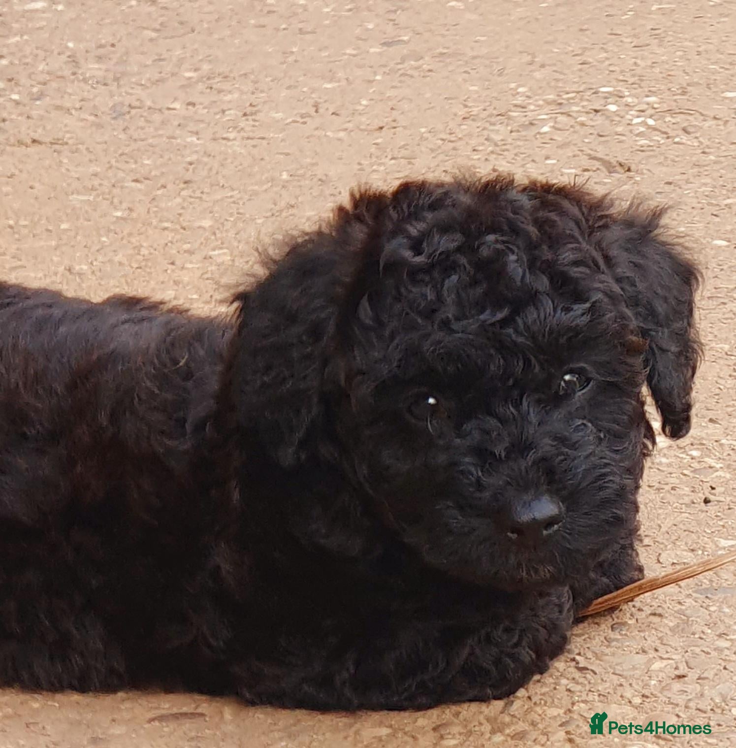 Maltipoo dogs for sale: F1 multipoo toy puppies  - Advert 2