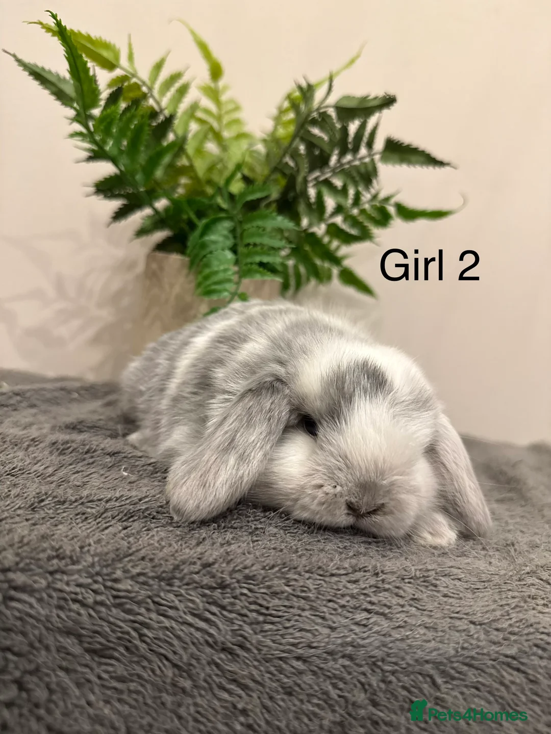 Mini Lop rabbits for sale: ✨Stunning Magpie & Harlequin Mini Lops✨ - Advert 15