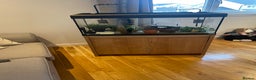 Turtle reptiles for sale: Musk Turtle - Advert 4