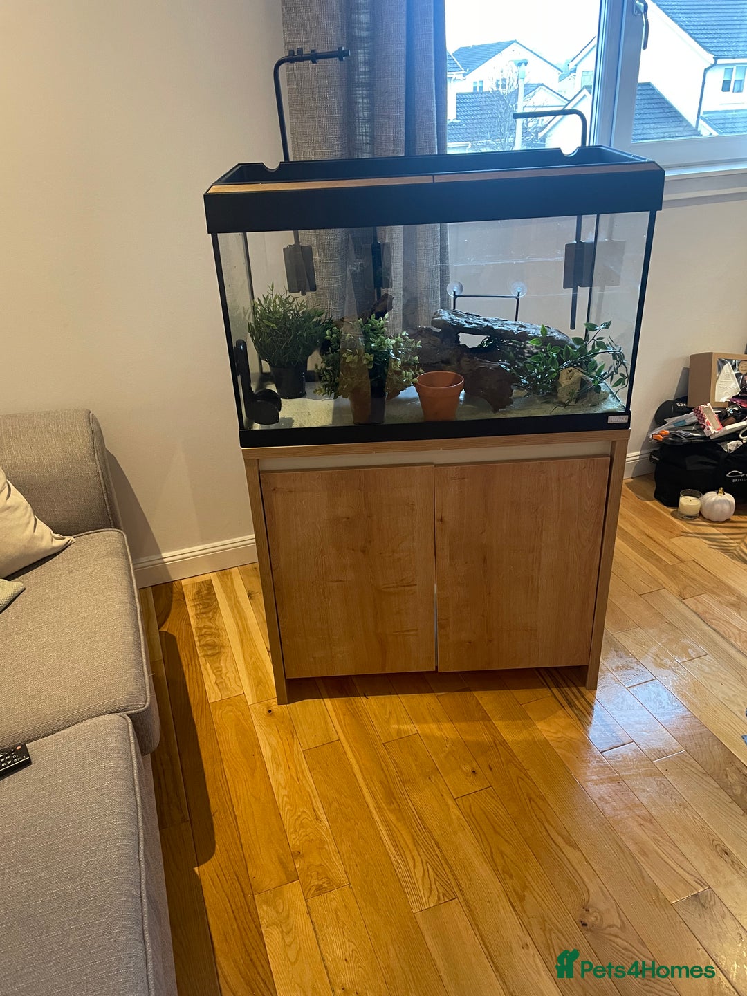 Turtle reptiles for sale: Musk Turtle - Advert 4