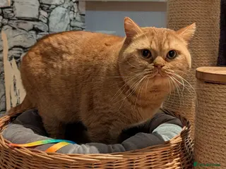 British Shorthair cats 🐯 European Import Champion Red BSH Boy ,BG-B😺 - Advert 11