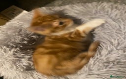 Mixed Breed cats for sale: Very cute and fluffy ginger kitten  - Image 4