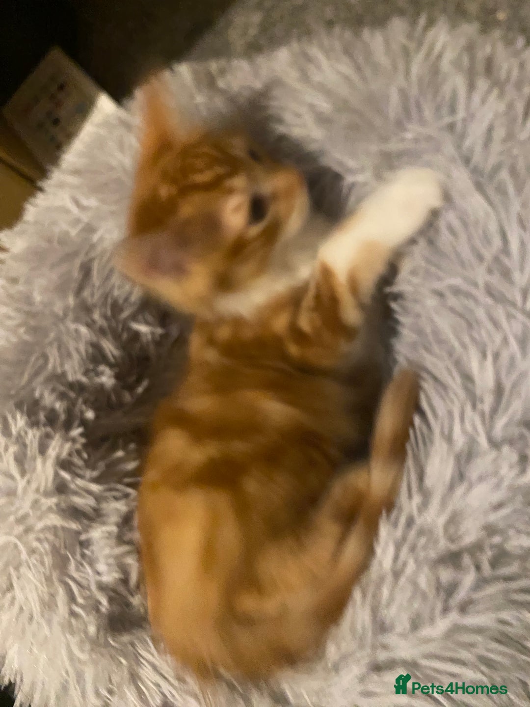 Mixed Breed cats for sale: Very cute and fluffy ginger kitten  - Image 4