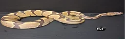 Python Snake reptiles for sale: Baby Royal Pythons, Females various Morphshs  - Advert 8