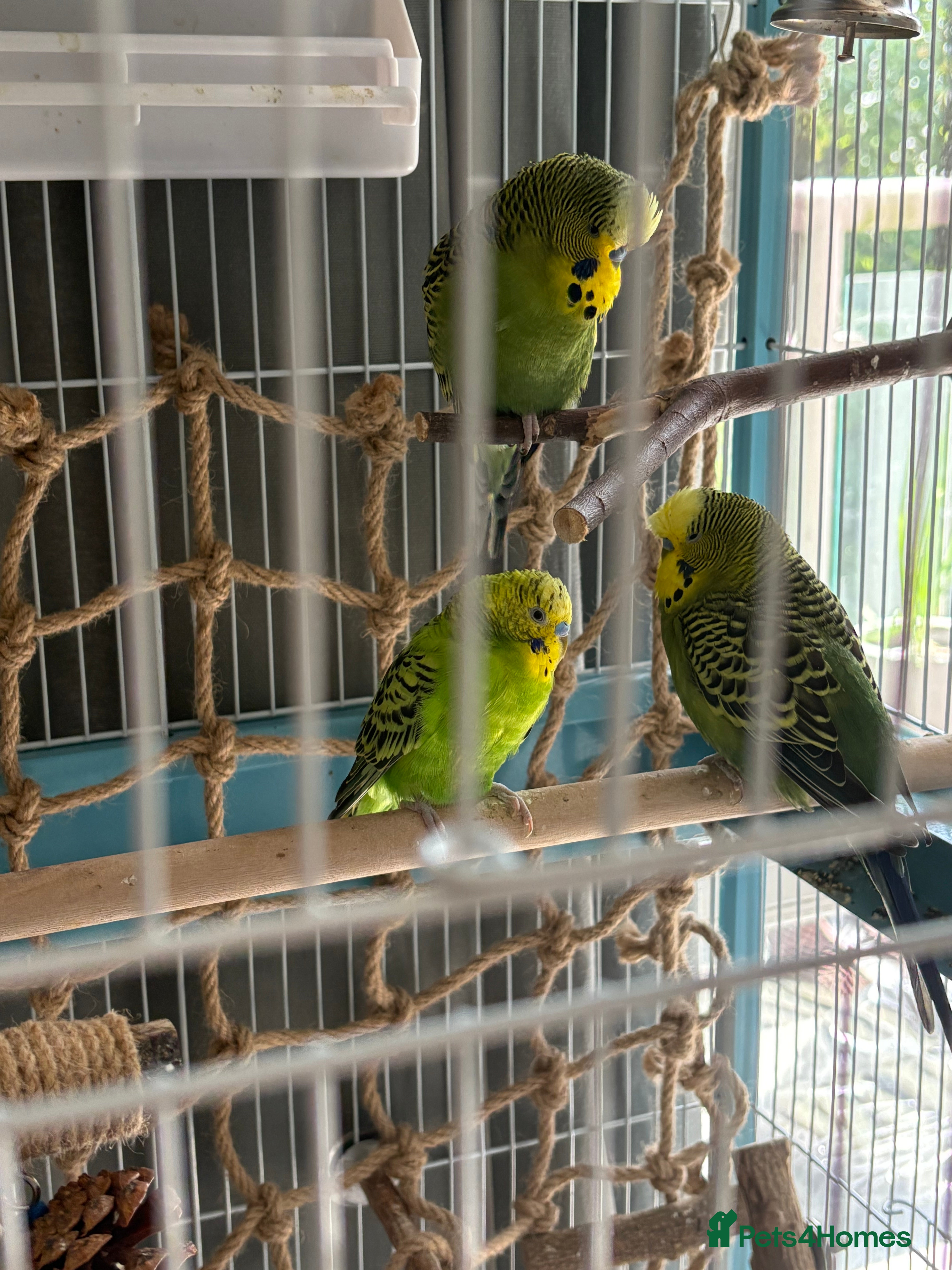 Budgerigars birds Three Male Budgies Looking for a Loving New Home - Advert 1