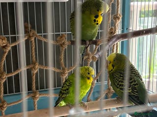 Budgerigars birds Three Male Budgies Looking for a Loving New Home - Advert 1