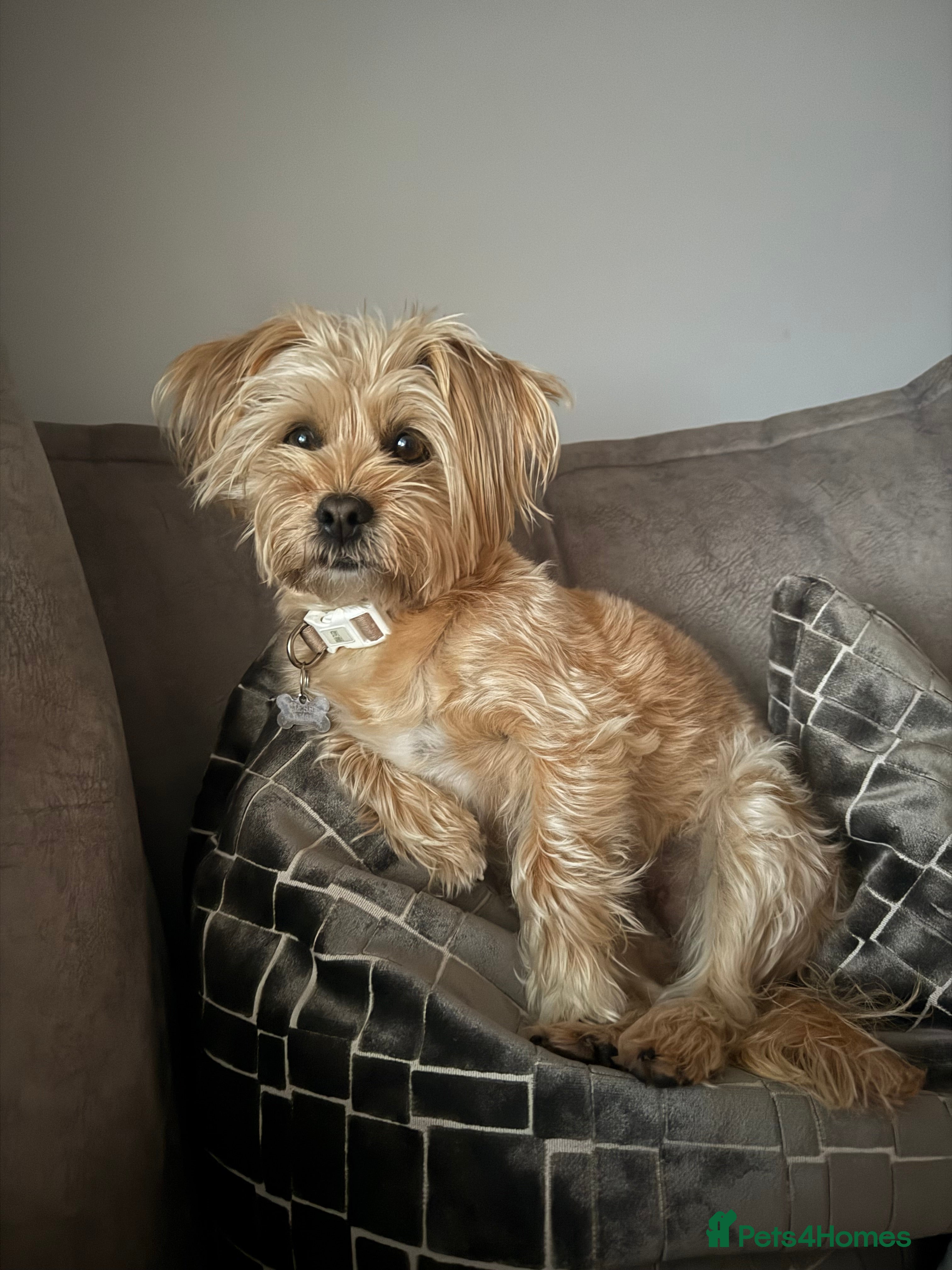 Mixed Breed dogs Absolutely gorgeous lhatese puppies - Advert 1