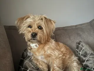 Mixed Breed dogs Absolutely gorgeous lhatese puppies - Advert 7