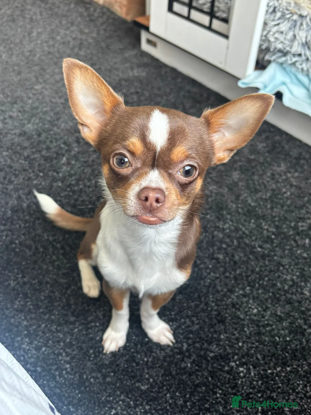 Chihuahua dogs for sale: Chihuahuas  - Advert 3