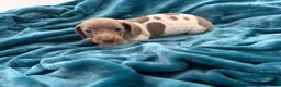 Miniature Dachshund dogs for sale: Lilac piebald miniature dachshund puppies  - Advert 14