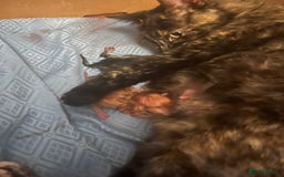 Domestic Shorthair cats for sale: Fluffy kittens - Image 8