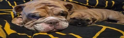 Mixed Breed dogs for sale: Bulldog X 2x females remaining  - Advert 2