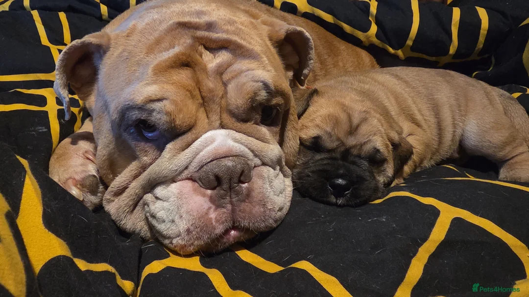 Mixed Breed dogs for sale: Bulldog X 2x females remaining  - Advert 2