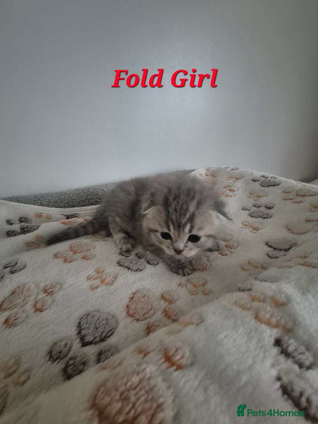 Scottish Fold cats for sale: Scottish Fold/Straight kittens  - Advert 6