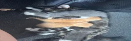 Mixed Breed cats for sale: 3 babies left! - Advert 9