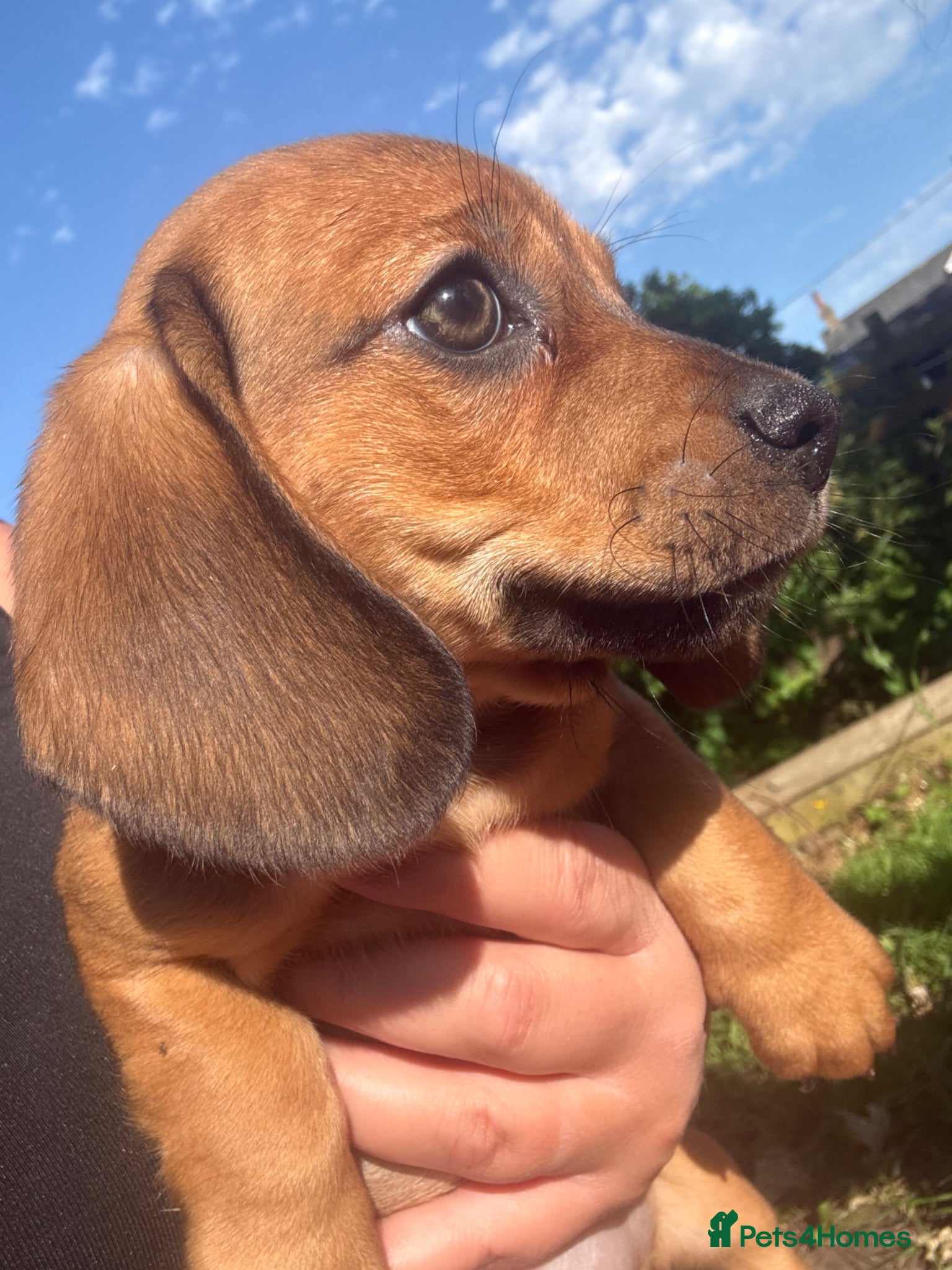 Dachshund dogs Stunning litter miniature sausage dogs - Advert 2
