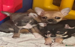 Chihuahua dogs for sale: Chihuahua pups - Image 4