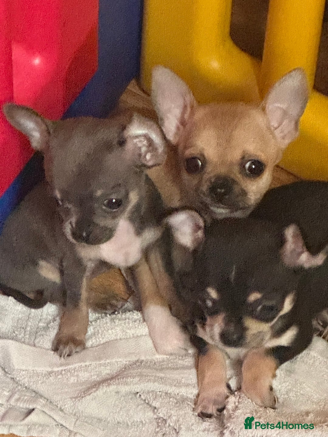 Chihuahua dogs for sale: Chihuahua pups - Image 4