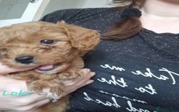 Cavapoochon dogs for sale: Cavapoochon puppies available  - Image 19