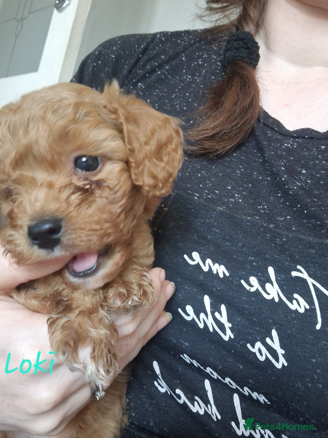 Cavapoochon dogs for sale: Cavapoochon puppies available  - Image 19