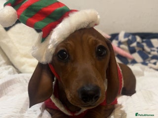 Miniature Dachshund dogs beautiful miniature dacshund boy - Advert 6