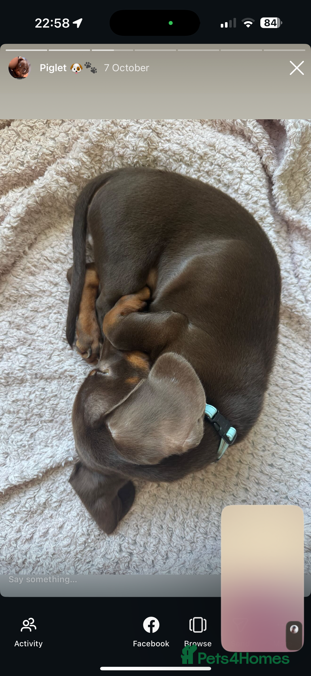 Miniature Dachshund dogs for sale: 6 months miniature dachshund - Advert 3
