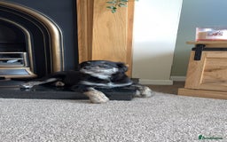 Mixed Breed dogs for sale: Maisy - Image 5