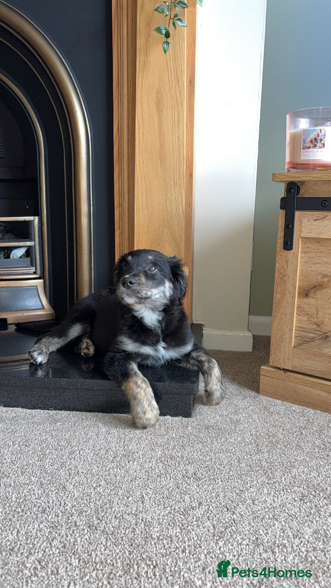 Mixed Breed dogs for sale: Maisy - Image 5