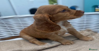 Cocker Spaniel dogs - Advert 1