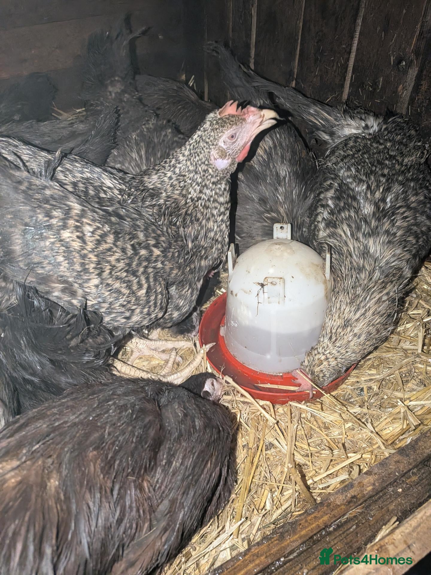 Chickens poultry for sale: Mixed silkie chicks - Advert 17