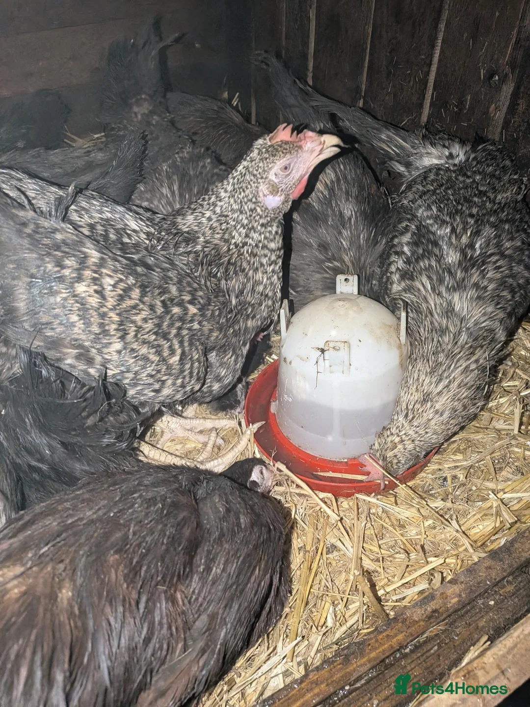 Chickens poultry for sale: Mixed silkie chicks - Advert 1