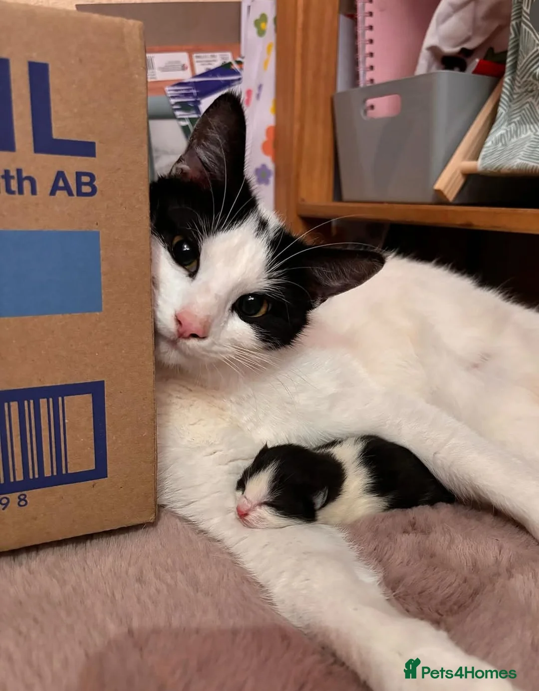 Mixed Breed cats for sale: 12 week old male  - Advert 2