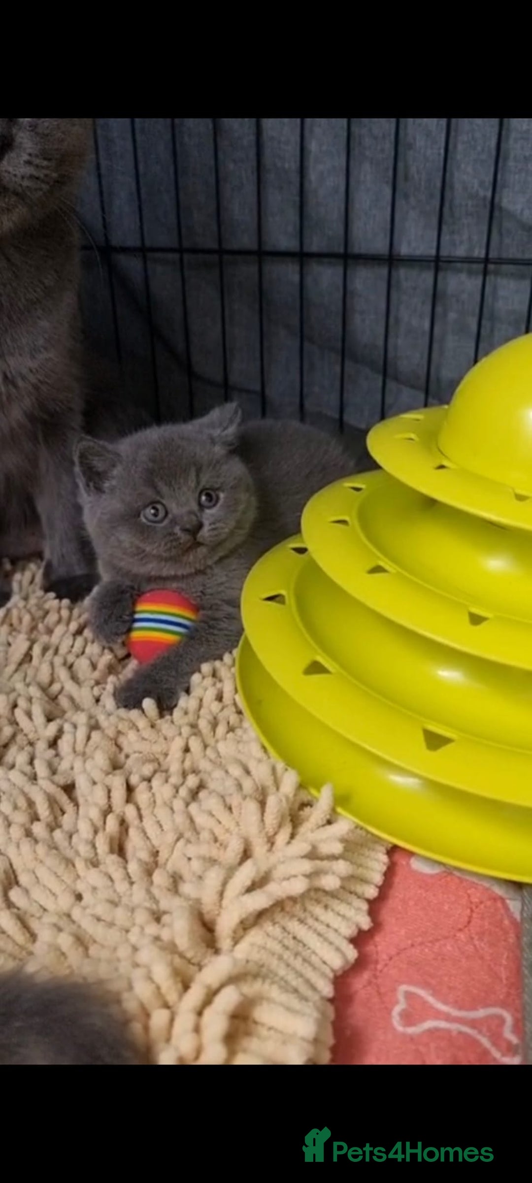 British Shorthair cats for sale: Lilac & Blue BSH Kittens Healthy GCCF Pedigree  - Image 22