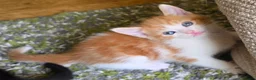 Mixed Breed cats for sale: 3 x Kittens ( 1 x Female 2 x Male) - Advert 4