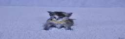 Maine Coon cats for sale: Maine coon kittens 5 ⭐ homes only  - Advert 2