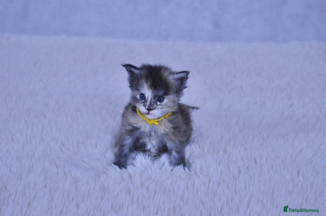 Maine Coon cats for sale: Maine coon kittens 5 ⭐ homes only  - Advert 2