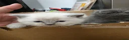 Scottish Fold cats for sale: Scottish fold  - Advert 21