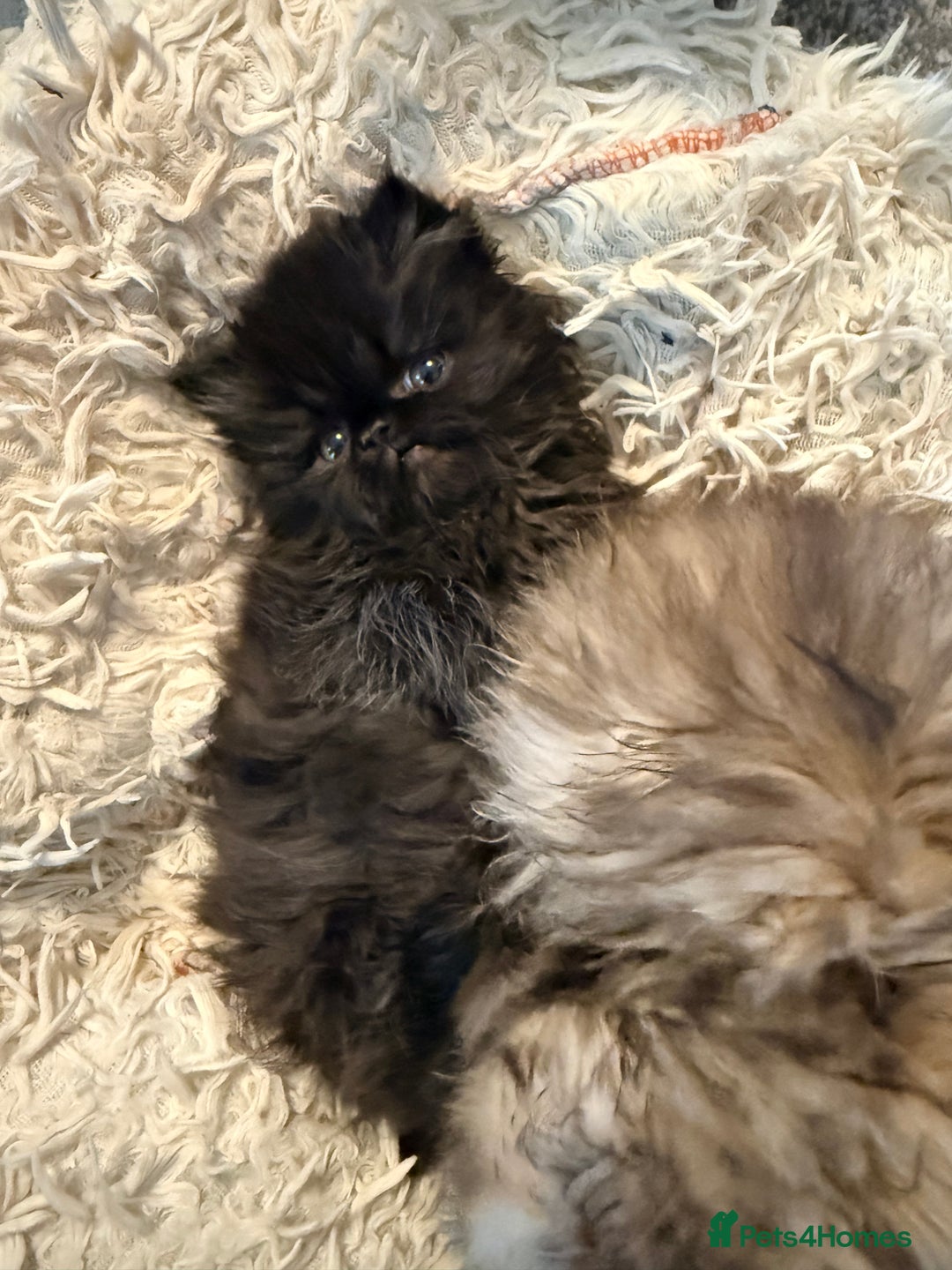 Persian cats for sale: Stunning GCCF reg Persians – Born Halloween 2025  - Advert 13