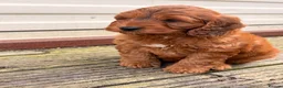 Cockapoo dogs for sale: F1 stunning cockapoos  - Advert 11