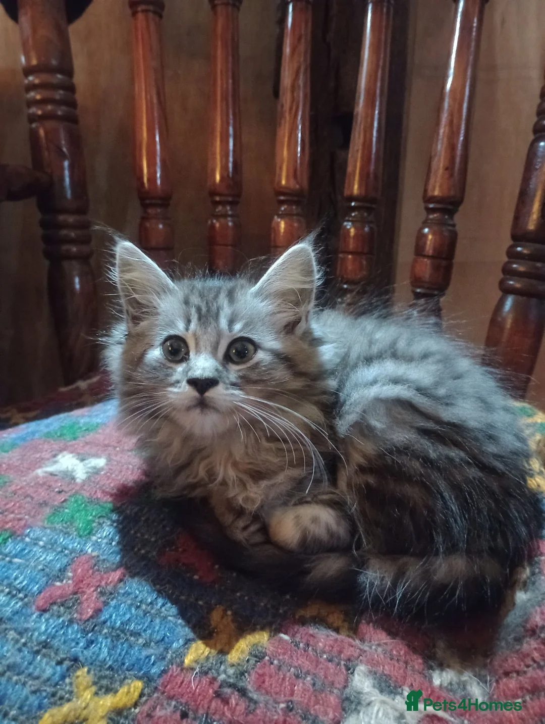 Maine Coon cats for sale: Maine Coon female kitten, mother TICA registered. - Advert 7