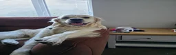 Golden Retriever dogs for sale: 6 gorgeous puppy Golden Retrievers for sale. - Advert 6
