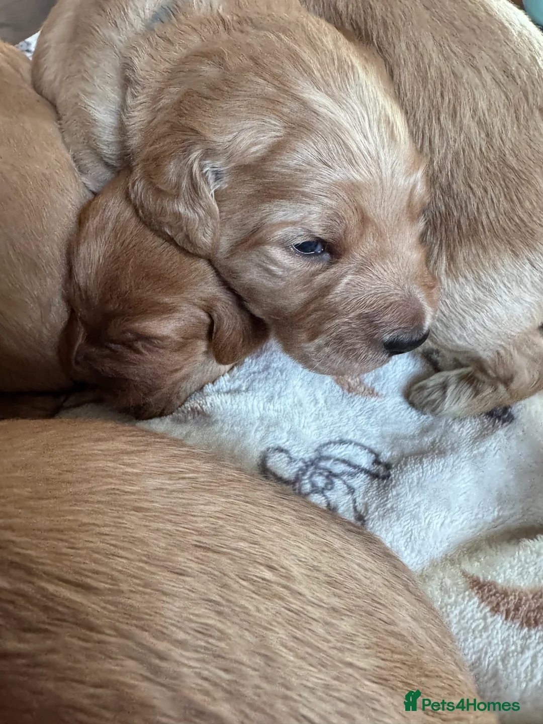 Goldendoodle dogs for sale: Expecptional goldendoodles - Advert 5