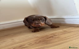 Dachshund dogs for sale: Chocolate male dachshund puppy  - Image 2