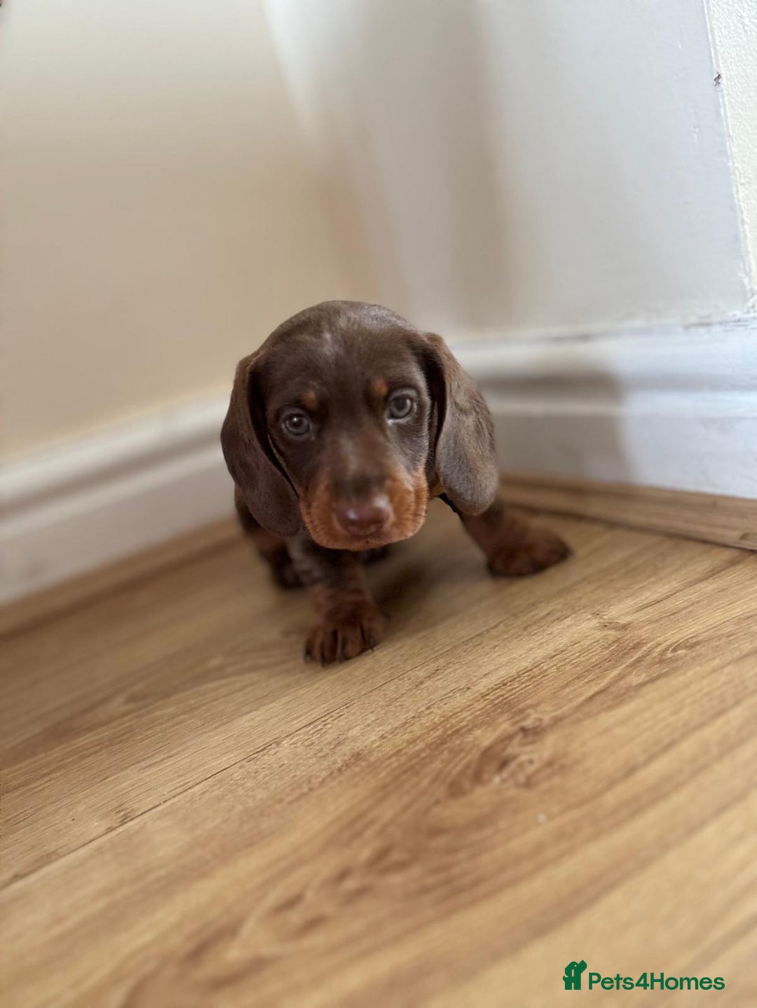 Dachshund dogs for sale: Chocolate male dachshund puppy  - Image 2