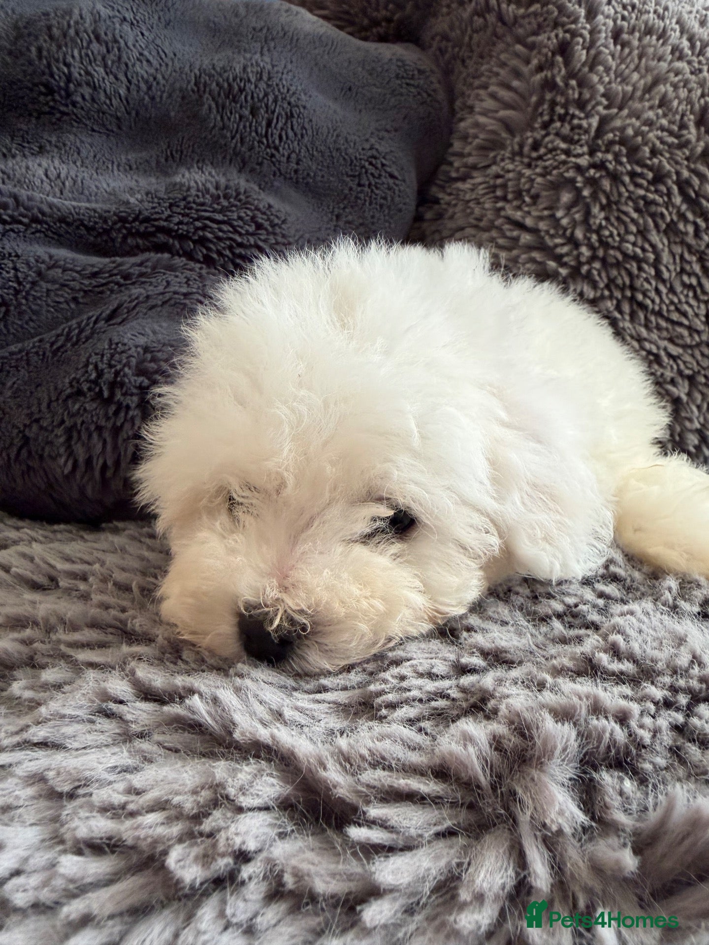 Bichon Frise dogs for sale: Bishon Frise Puppes  - Advert 2