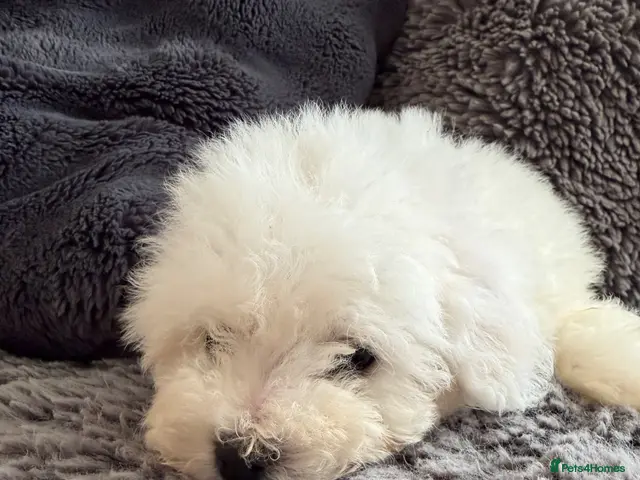 Bichon Frise dogs for sale: Bishon Frise Puppes - Advert 2