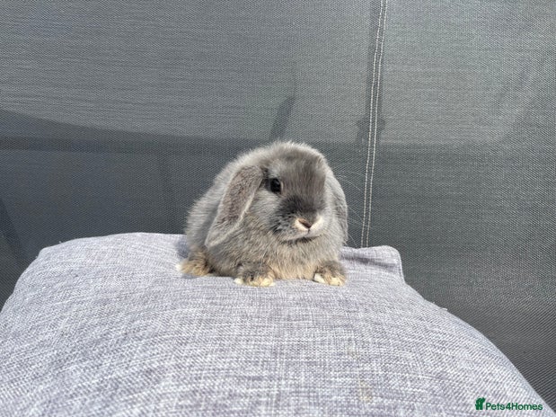 Mini Lop rabbits - Advert 3