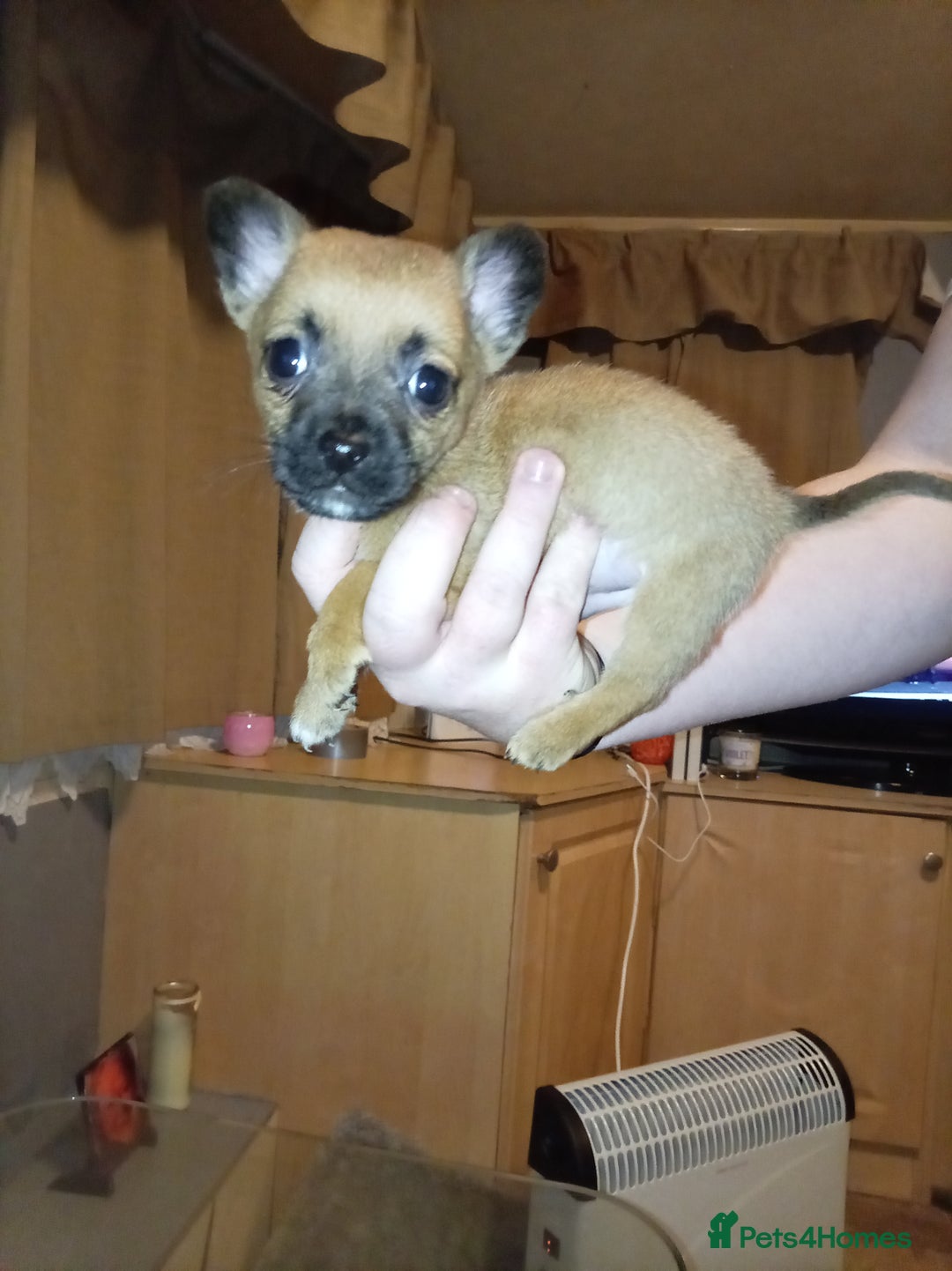 Chihuahua dogs for sale: Chihuahua puppies - Advert 2