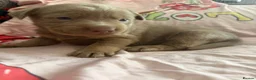 Labrador Retriever dogs for sale: Beautiful litter of Labrador puppy’s  - Advert 7