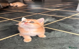 Scottish Fold cats for sale: Adorable pedigree kittens - Image 12